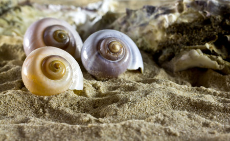 Sea shells on the sand.の写真素材