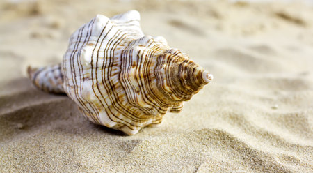 Sea shells on the sand.の写真素材