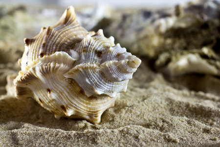 Sea shells on the sand.の写真素材