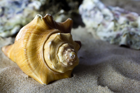 Sea shells on the sand.の写真素材