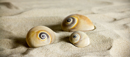 Three shells in the sand.の写真素材