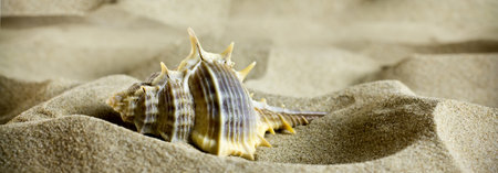 Sea shells on the sand.の写真素材