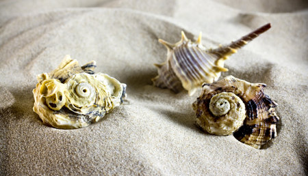 Group sea shells on the sand.の写真素材