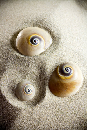 Three shells in the sand.の写真素材
