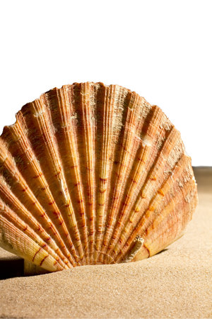 Shell on a white background.の写真素材