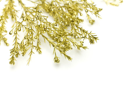 Conifer branch of gold on a white background.の写真素材