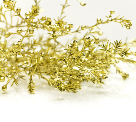 Conifer branch of gold on a white background.の写真素材