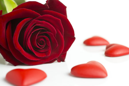 Rose red with four hearts on a white background.の写真素材