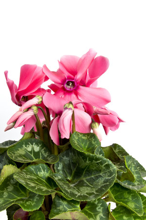 Cyclamen isolated on the white background.の写真素材