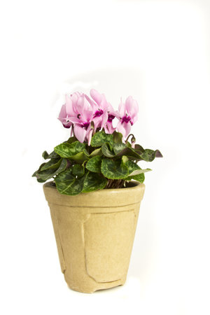 Cyclamen flowerpot isolated on the white background.の写真素材