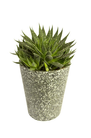 Cactus flower clay pot on a white background.の写真素材