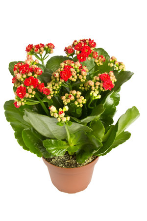 Kalanchoe isolated on the white background.の写真素材