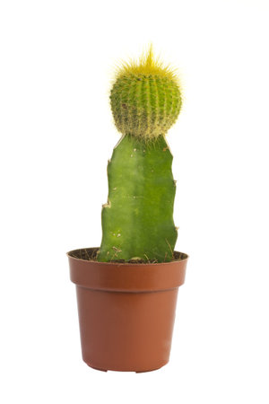 Cactus  flower pot on a white background.の写真素材