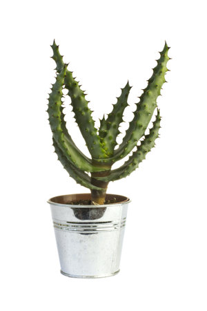 Cactus iron flower pot on a white background.の写真素材