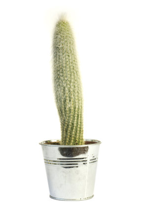 Cactus iron flower pot on a white background.の写真素材