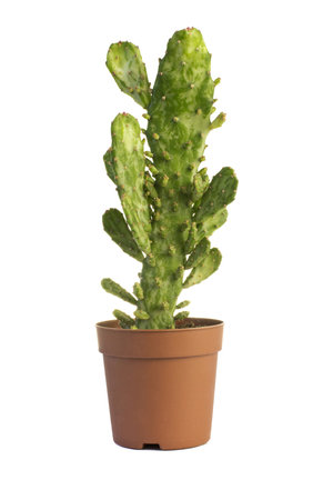 Cactus  flower pot on a white background.の写真素材