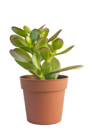 Houseplant isolated on the white background.の写真素材