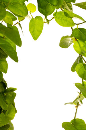 Houseplant isolated on the white background.の写真素材