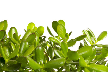 Houseplant isolated on the white background.の写真素材