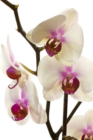 White orchid isolated on a white background.の写真素材