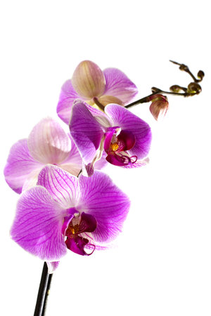 Pink orchid isolated on a white background.の写真素材