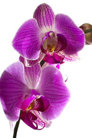 Pink orchid isolated on a white background.の写真素材
