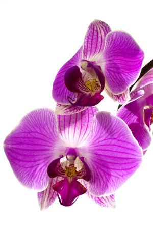 Pink orchid isolated on a white background.の写真素材