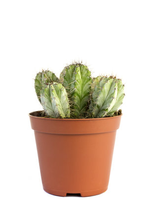 Cactus  flower pot on a white background.の写真素材