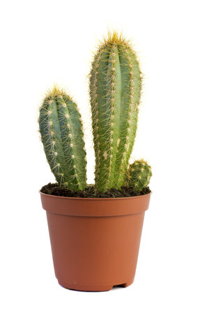 Cactus  flower pot on a white background.の写真素材
