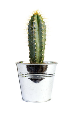 Cactus iron flower pot on a white background.の写真素材