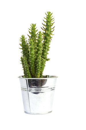 Cactus iron flower pot on a white background.の写真素材
