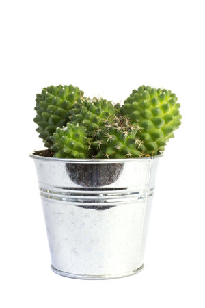 Cactus iron flower pot on a white background.の写真素材