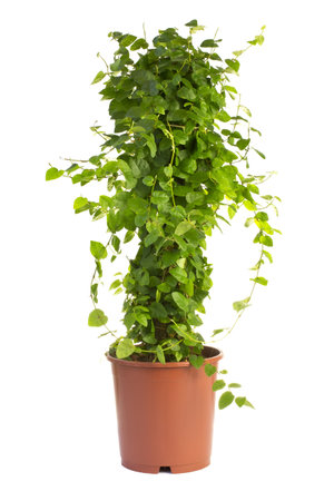 Houseplant isolated on the white background.の写真素材