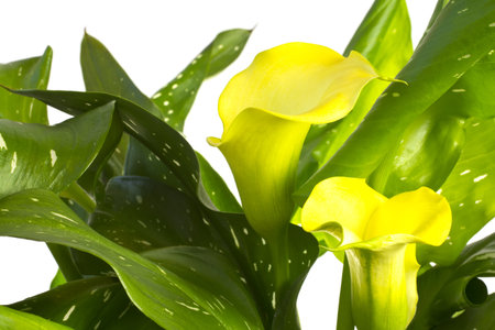 Callas isolated on a white background.の写真素材
