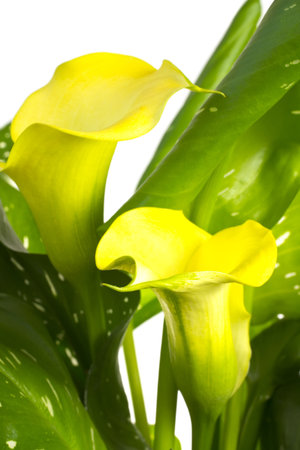 Callas isolated on a white background.の写真素材