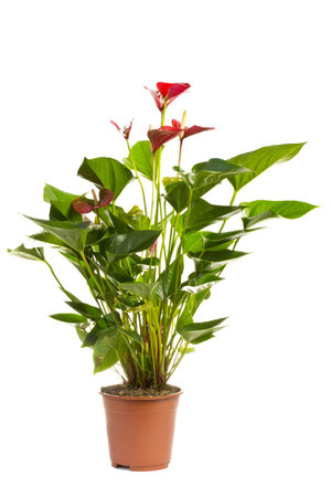 Houseplant isolated on the white background.の写真素材