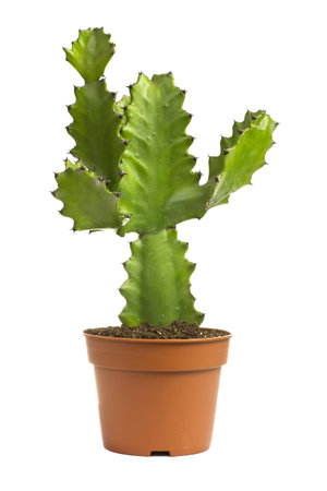 Cactus  flower pot on a white background.の写真素材