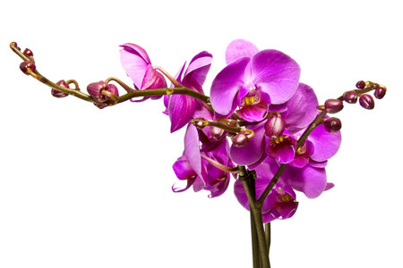 Pink orchid isolated on a white background.の写真素材