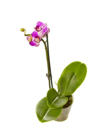 Pink orchid isolated on a white background.の写真素材