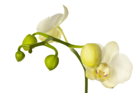 White orchid with buds isolated on a white background.の写真素材