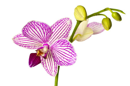 Pink orchid isolated on a white background.の写真素材