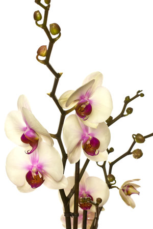 White orchid with buds isolated on a white background.の写真素材