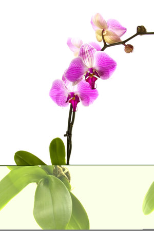 Pink orchid isolated on a white background.の写真素材