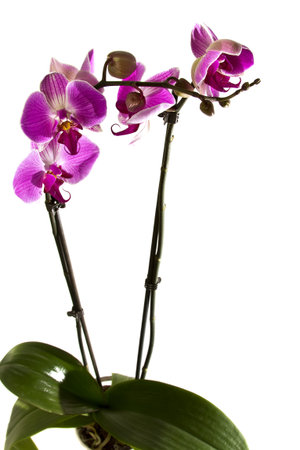 Pink orchid isolated on a white background.の写真素材