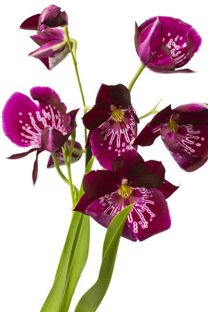 Pink orchid isolated on a white background.の写真素材