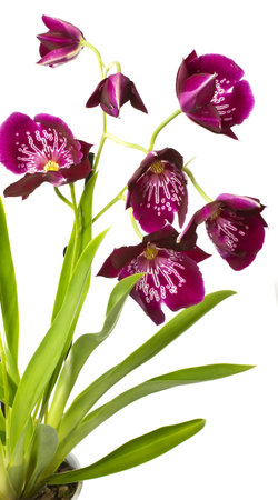 Pink orchid isolated on a white background.の写真素材