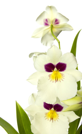 White orchid isolated on a white background.の写真素材