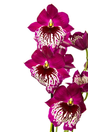 Pink orchid isolated on a white background.の写真素材