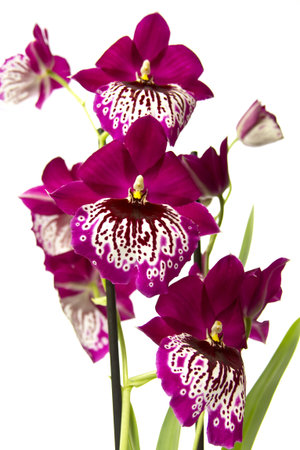 Pink orchid isolated on a white background.の写真素材