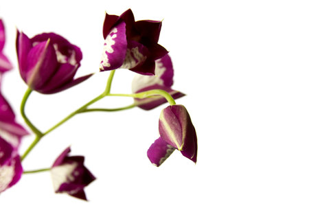 Pink orchid isolated on a white background.の写真素材